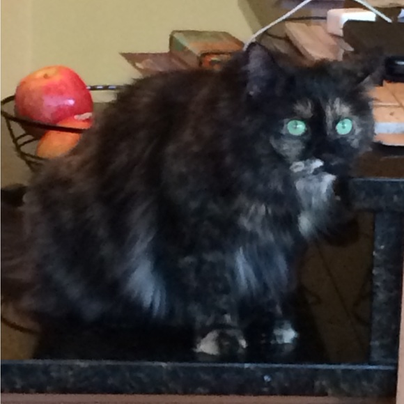 This is my Abigail, Lexi and Crikit - Picture 13 of 13